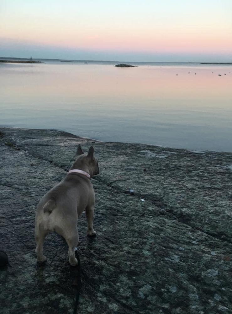 Jenny Johansson: ”Kiwi en Frans bulldog på 5 år spanar ut över sitt revir på skräcklan en vacker sommarkväll”.