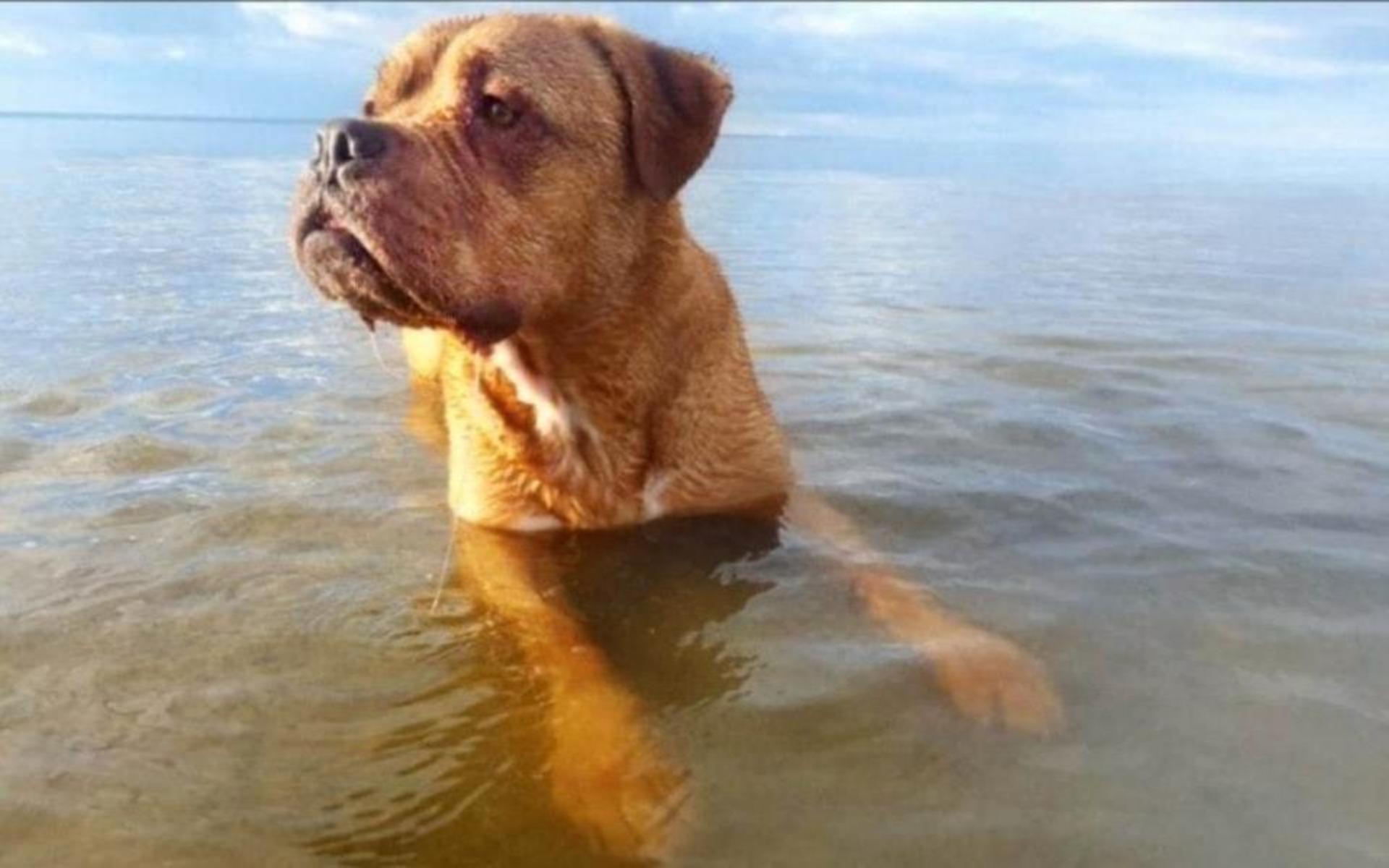 Johanna Johansson har skickat in en somrig bild på sin hund: ”Killen som älskar vatten. Det här är Alfons som är 7 år gammal (1år i sinnet). Han är en fransk mastiff/amstaff, han var ett vattendjur i sitt förra liv”.