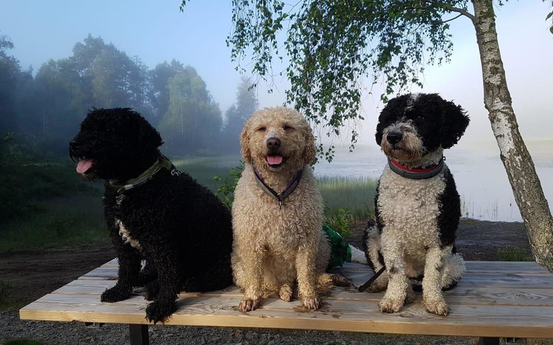 Sonja Bubbelmamma har skickat in en bild på tre spanska vattenhundar som njuter av sommarkvällen.
