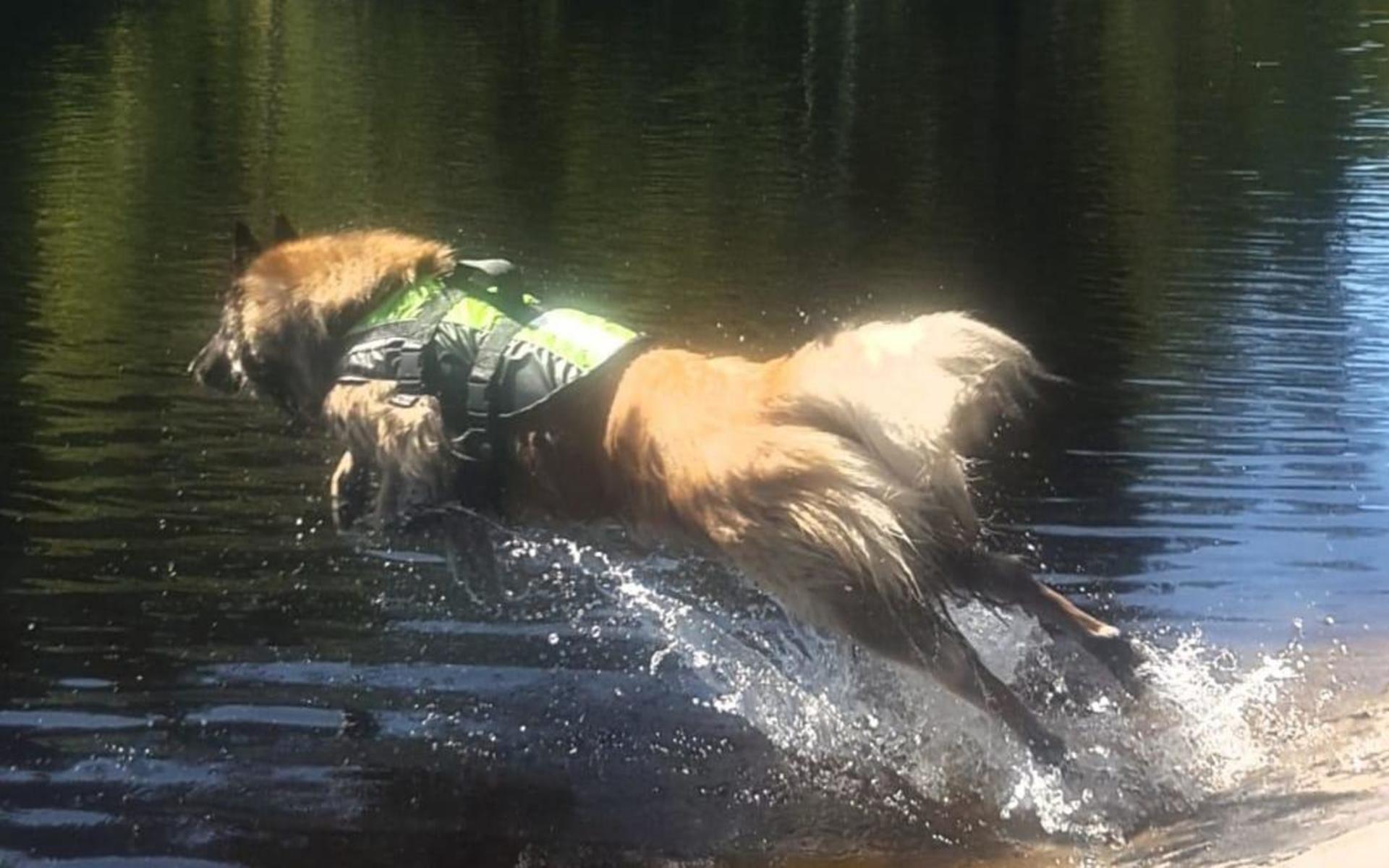 Linda Hänninen har skickat in en bild på Darth: ”En belgisk vallhund. Han är fem år och jag behöver nog inte berätta vad han älskar mest att göra en varm sommardag”.