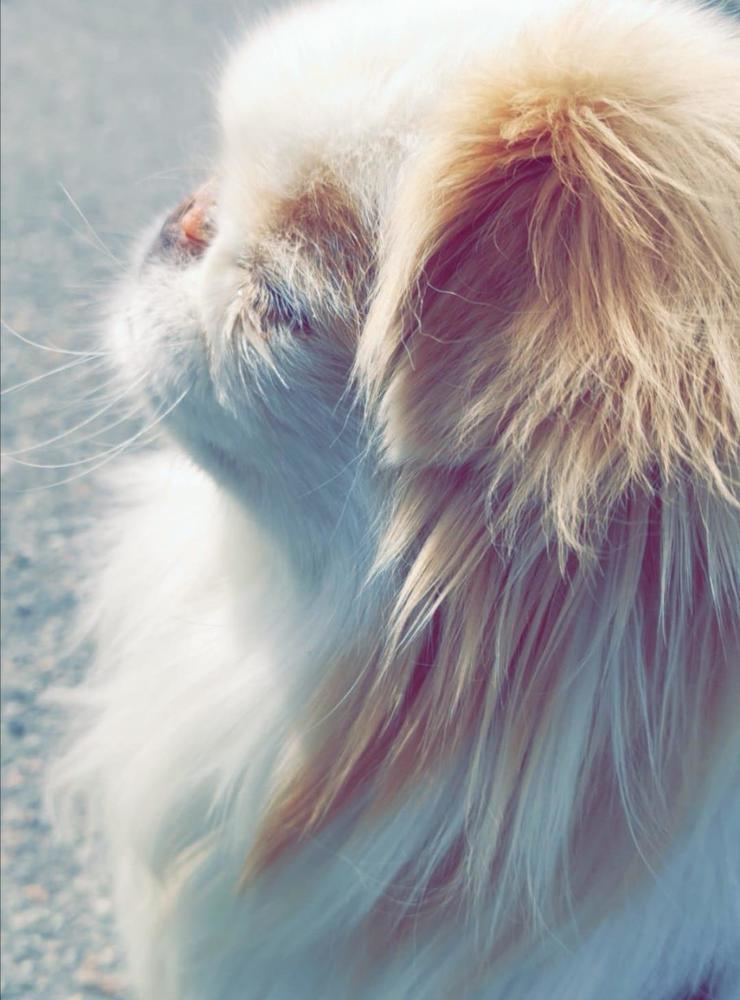 Mirna Priganica: ”Världens finaste hund: Rubin, åtta år, älskar promenader och massa gos”.