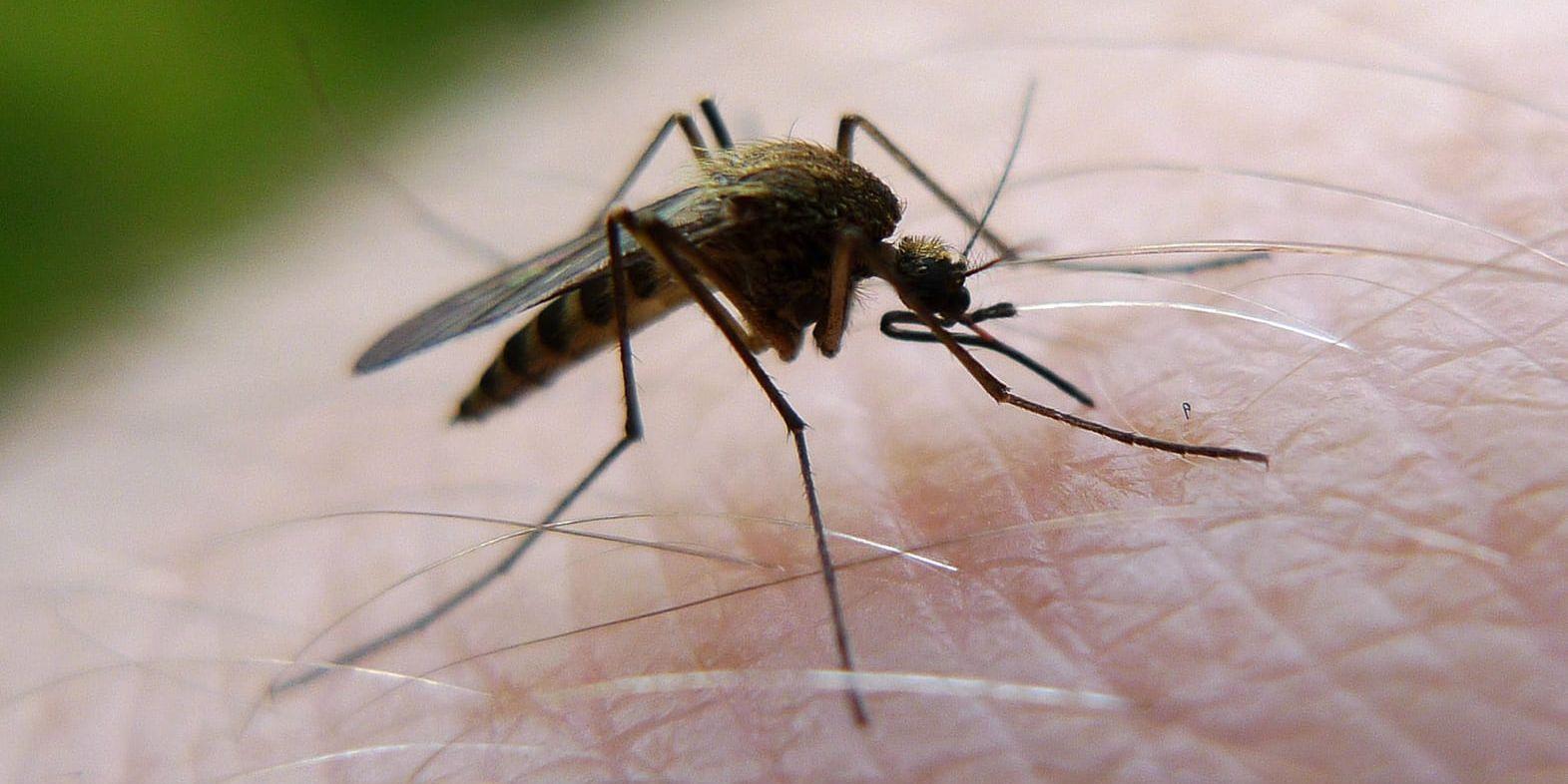Naturvårdsverket meddelar att man inte har budgeterat för myggbekämpning i år. Arkivbild.