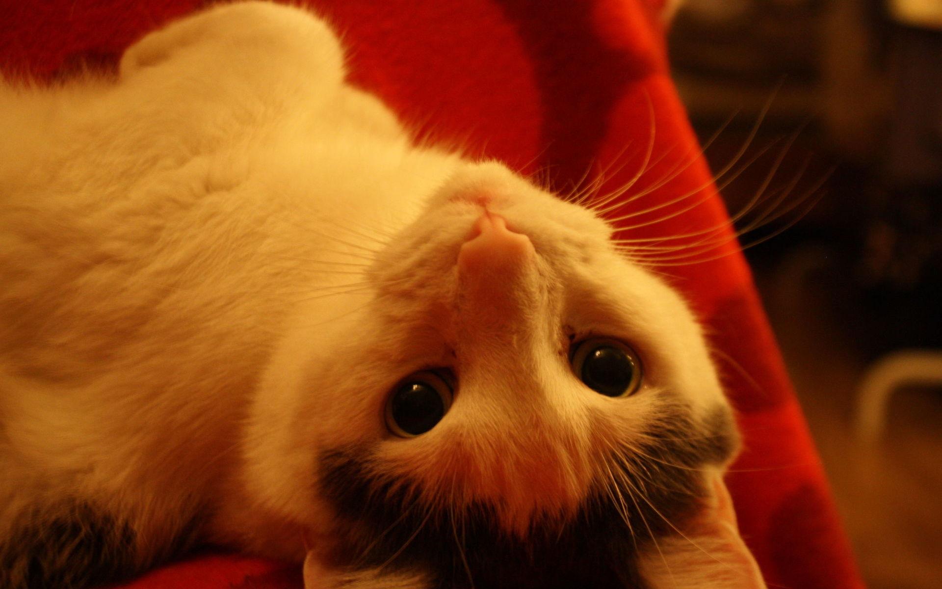 Katten Bella är bästa sällskapet för adventsmys, enligt Linnéa Regnlund. 