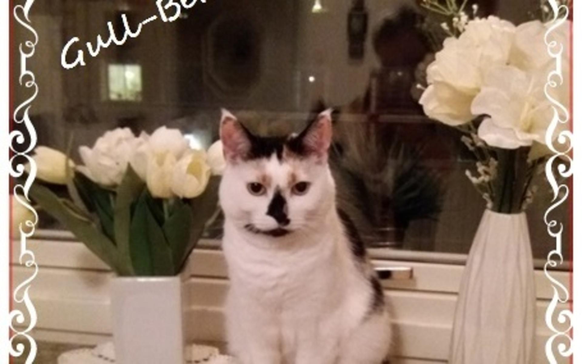 Min underbara katt Berit, även kallad Gull-Berit, kom in i mitt liv för cirka 1 år sedan. Såg henne på en Blocket-annons och jag föll som en fura, skriver Ingalill Martinsson.