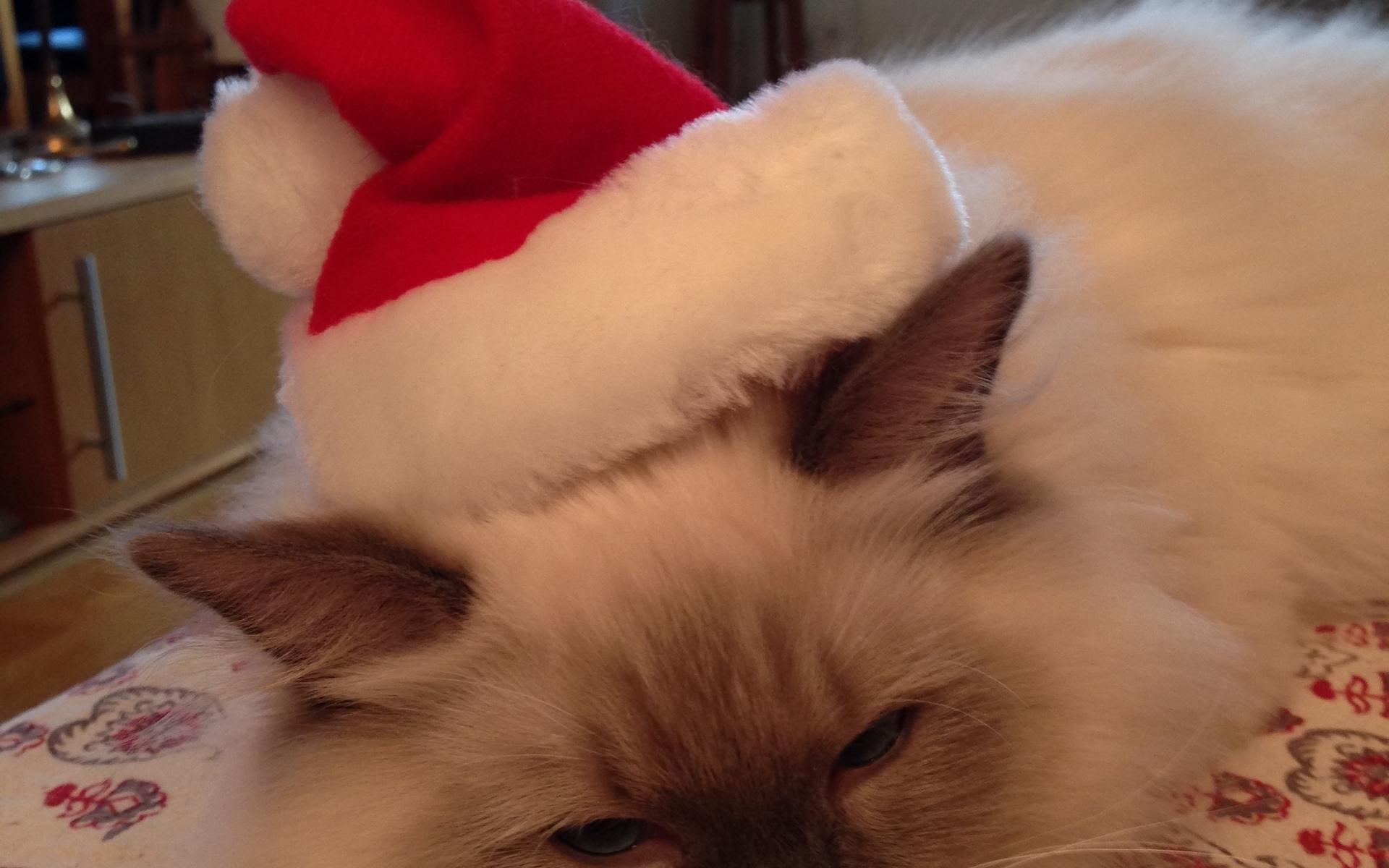 Qwinton är en mycket livlig kattunge på 4 månader som ser fram emot sin första jul med julgran och allt som hör julen till, berättar Emma Wennerberg.