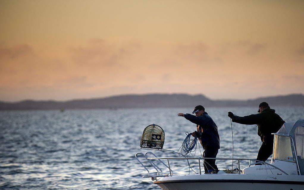 I år gäller dock nya regler både för yrkesfiskare och fritidsfiskare. Bild från hummerpremiären 2012 i Göteborg. Foto: TT
