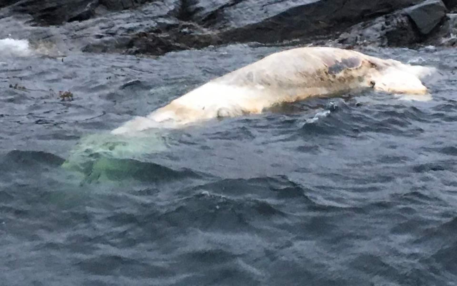 Död blåval har hittats utanför Mollösund. Foto: Kustbevakningen00