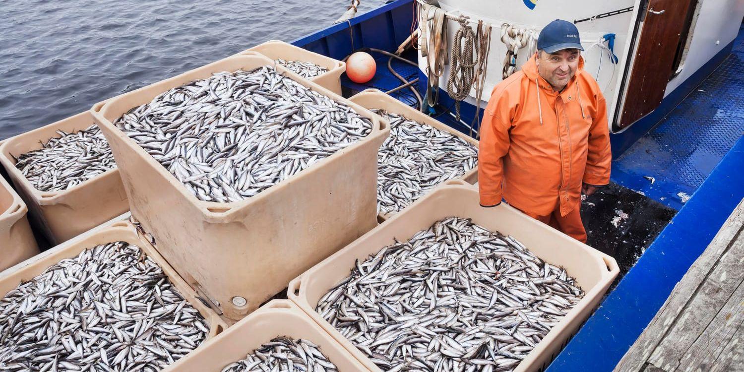 Fiskaren Ingvar Lerdin lastar av nyfiskad siklöja vid hamnen på Storön i Kalix. Premiärfångsten för hans fiskelag blev omkring fem ton.