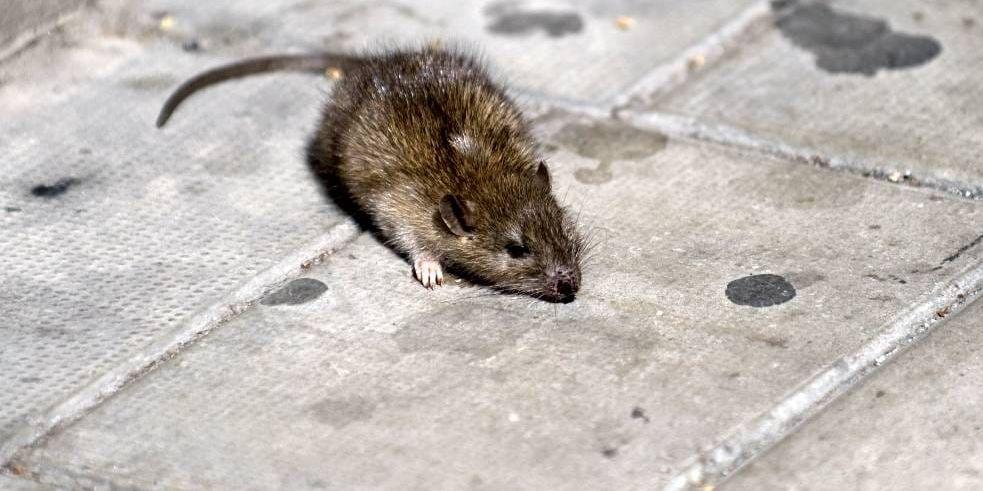 Omkring två tredjedelar av alla råttsaneringar som Anticimex i Uddevalla gör sker i Trollhättan.