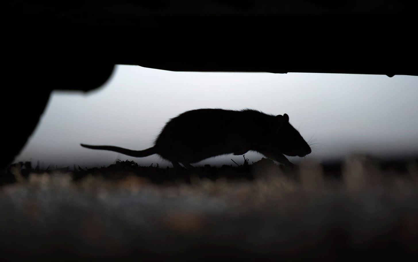 När livsmedelsinspektörer gjorde ett oanmält besök på en restaurang i Trollhättan hittade de en levande råtta. Bild: Fredrik Sandberg