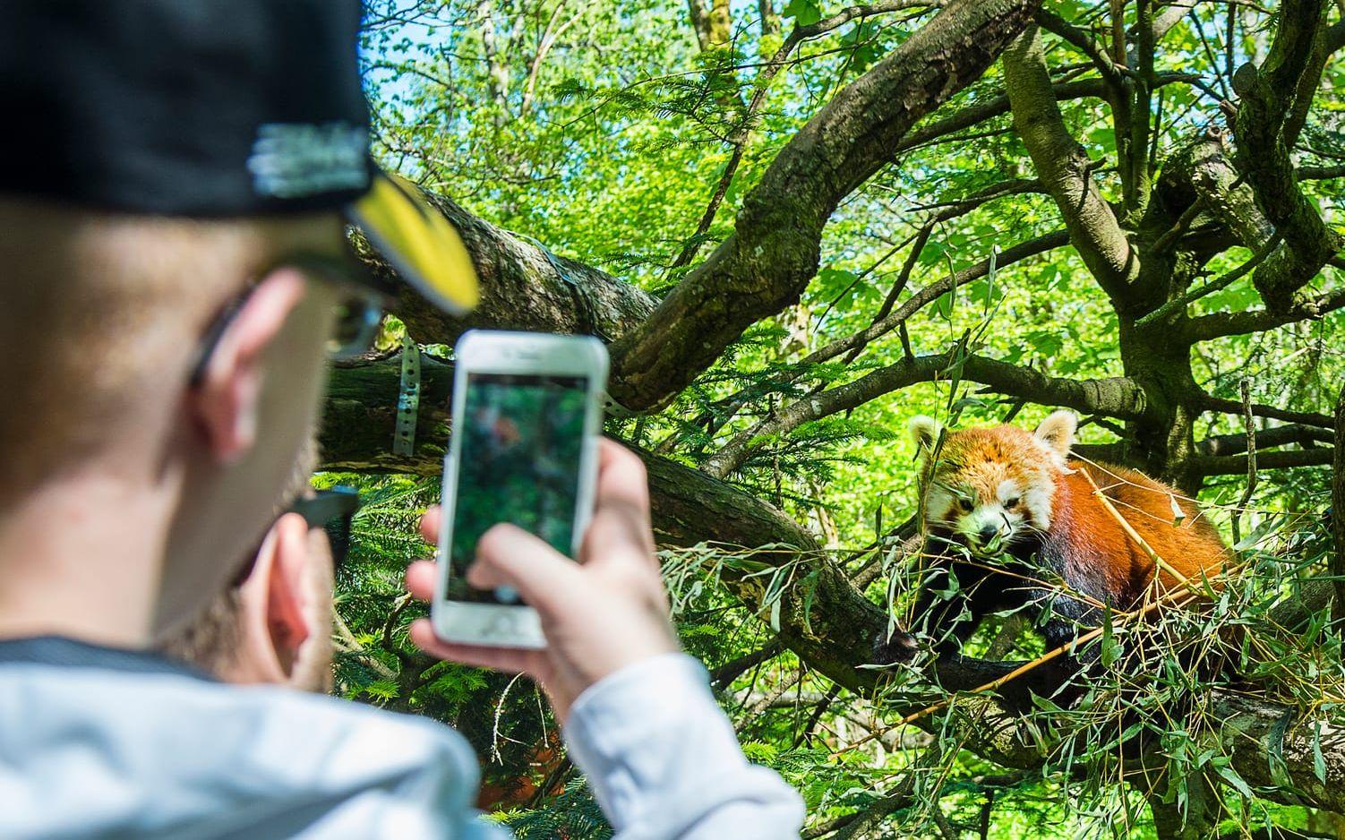 KLICK. "Säg cheese please". Erik Dahlberg fotograferade en av de röda pandorna med sin mobil och konstaterade att djuret var van linslus.