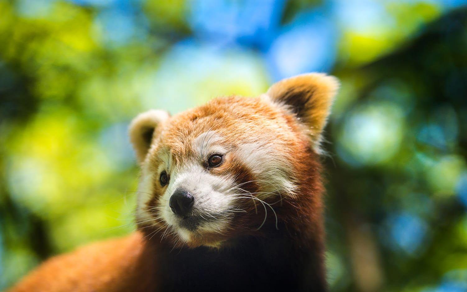 BAMBUÄTARE. Pandan gillar bambu, men eftersom det är en näringsfattig föda står även frukt, rötter, smådjur, gräs och svampar på djurens meny.