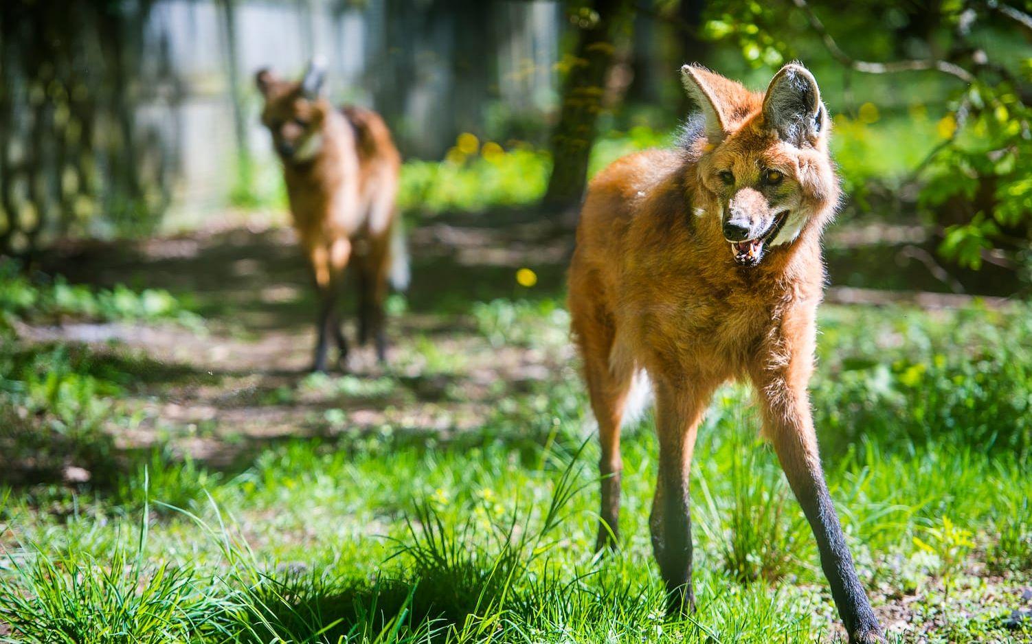 FAR & DOTTER. Manvargen ser, trots sitt namn, mer ut som en räv än en varg. Den beskrivs som en rödräv på styltor ... Här parkens far och dotter.
