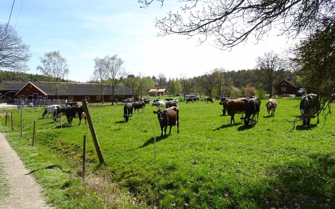 Kosläppet på Björksättra gård(den del som skötts av Huddinge kommun) har genom åren dragit en stor publik. Foto: Holger Ellgaard.