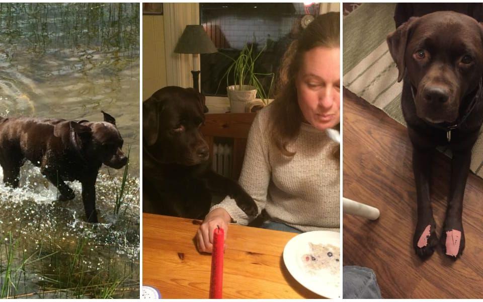 Molly är en chokladbrun labrador som fyller 6 år i februari. Som alla labradorer är hon matglad och älskar att bada, hälsar matte Anna Johansson Ährlund.