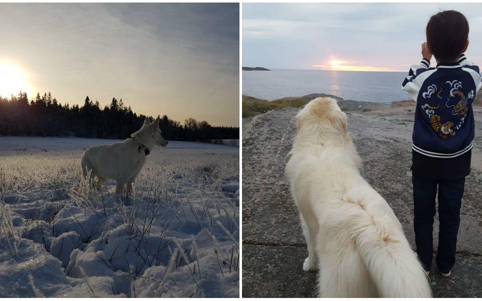 En vacker morgonpromenad med Qlura i Vänersborgs fina skogar ! Qlura är 10 år och vit schäfer. Bild 2: Kompisarna Leon och Kai fotograferar solnedgången. Kai är tre år och golden retriever, berättar Annelie Axelsson.