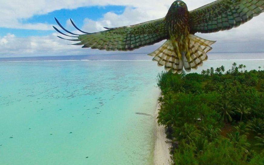 Fågelattack i Franska Polynesien. Foto: Actua drone / <a href="http://www.dronestagr.am" target="_blank">Dronestagr.am</a>