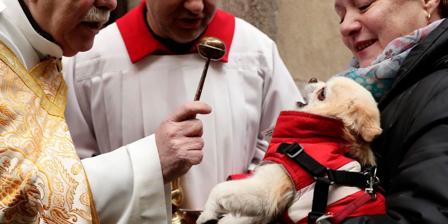 En präst välsignar en hund i kyrkan San Antón i Madrid på torsdagen.