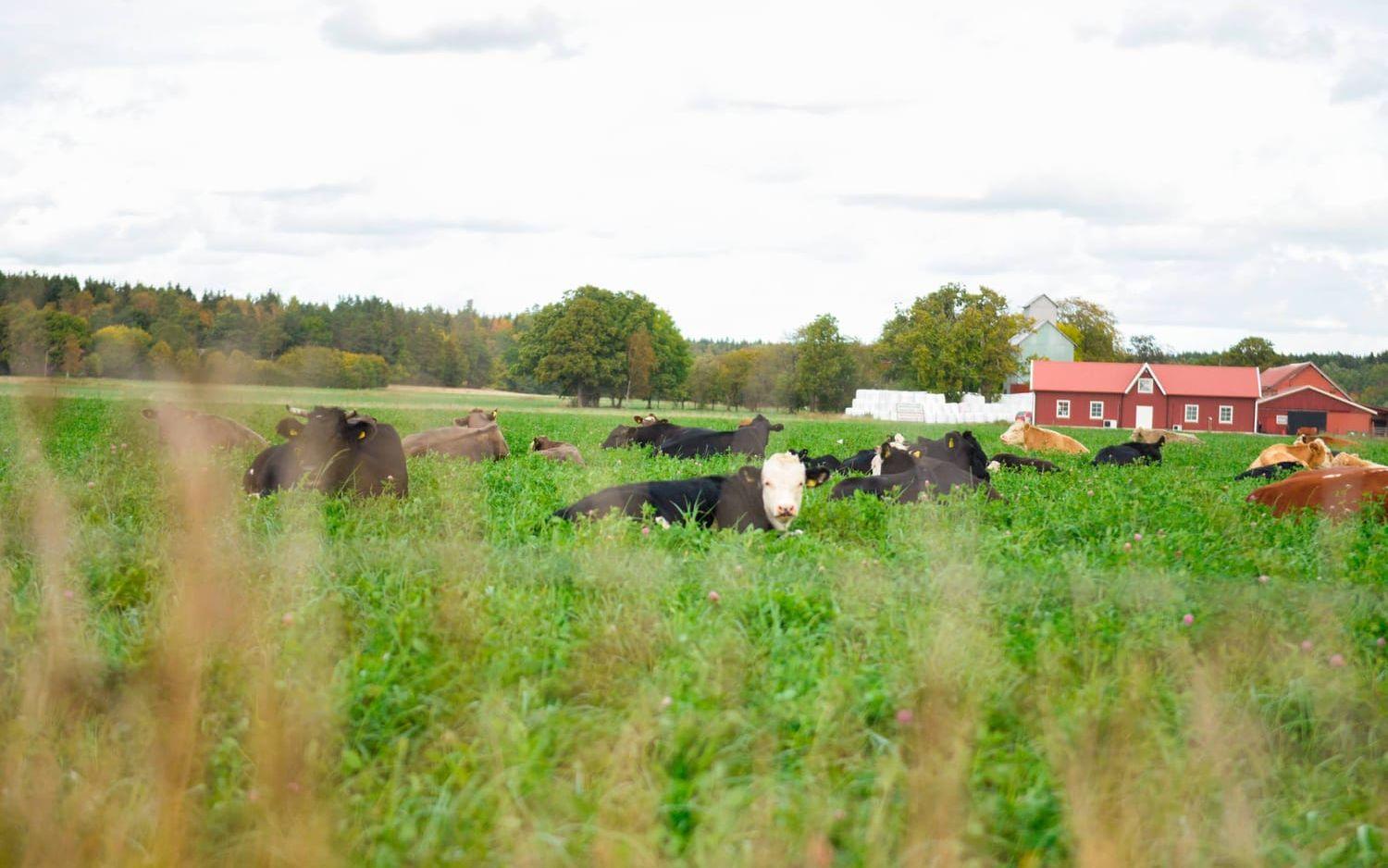 Utanför Ödeby gård i Upphärad ligger korna och idisslar. Bild: Kristina Stulken