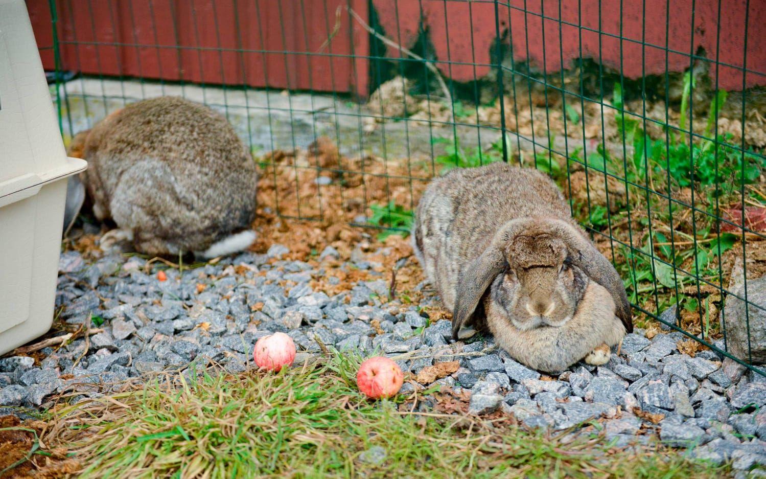 Gårdens två kaniner. Bild: Kristina Stulken
