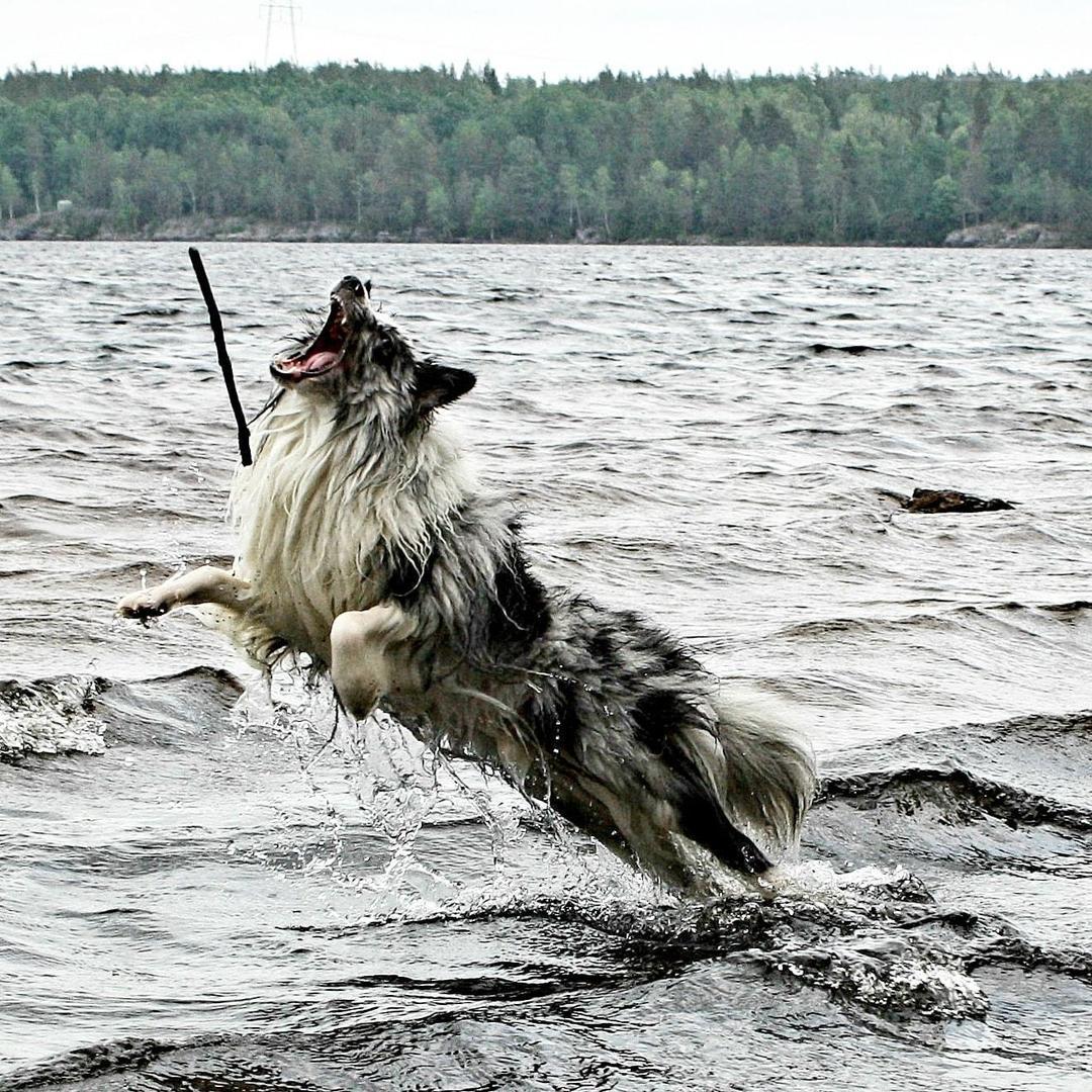 ”Kili en Shetland Sheepdog på 3.5 år som älskar allt vad livet innebär. Men höjdpunkterna i livet är att bada, träna agility och äta potatis”, skriver Martina Bäckman.