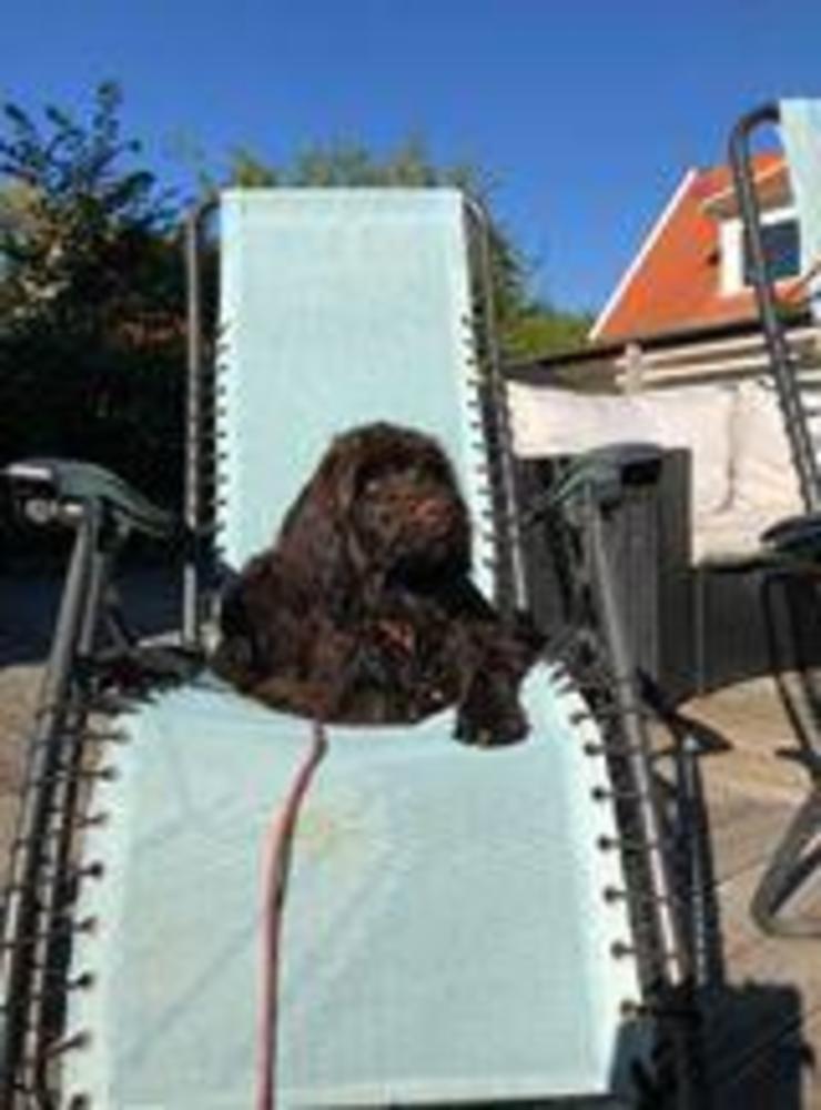 ”Dora, fyra månader tar gärna plats i solstolen! Portugisisk vattenhund.” skriver Charlotte Lundqvist.