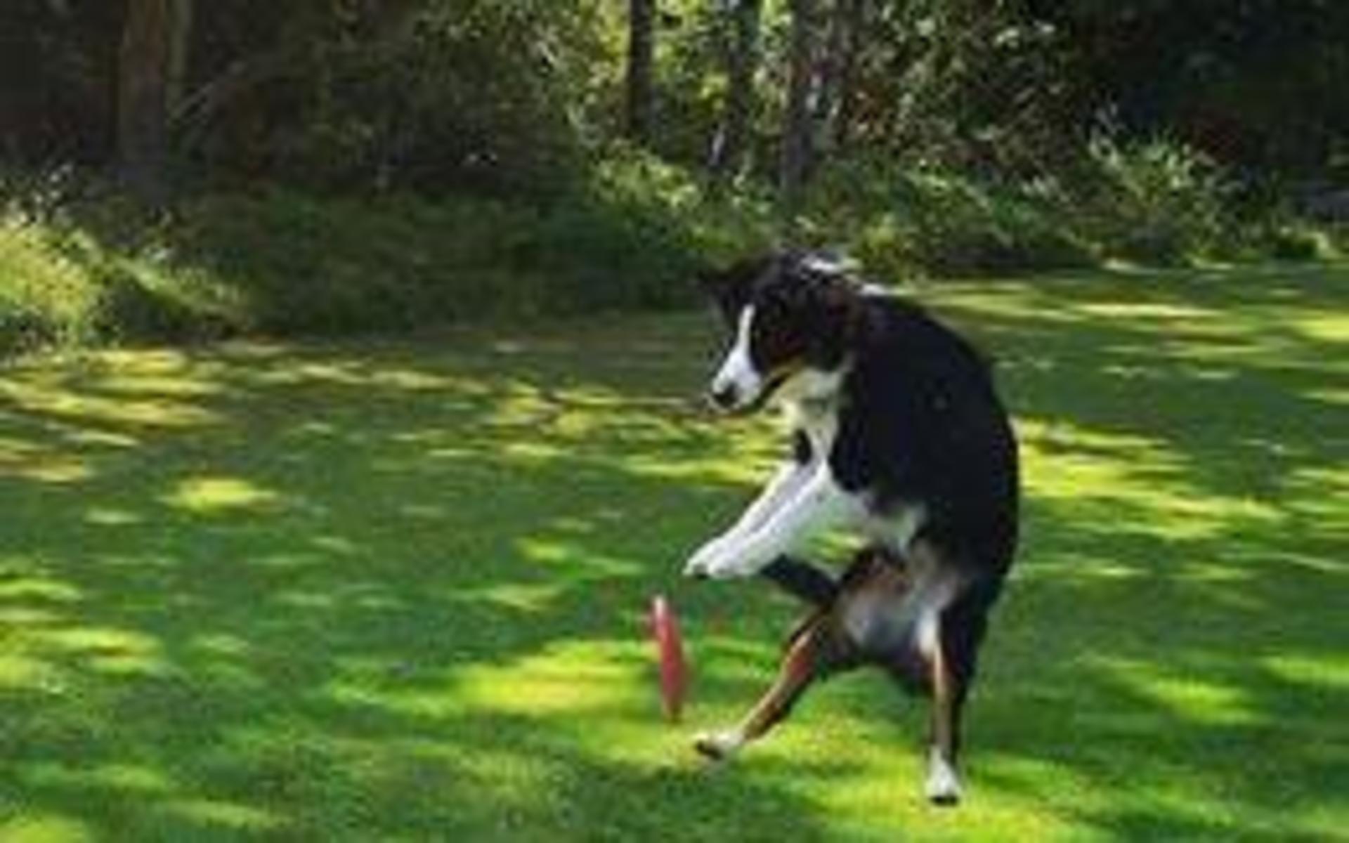 ”Det här är Flicka, en Australian Shepherd på 2,5 år, som verkligen älskar att träna. Särskilt sånt med fart i, som t ex frisbee.” skriver Agnetha Andersson.