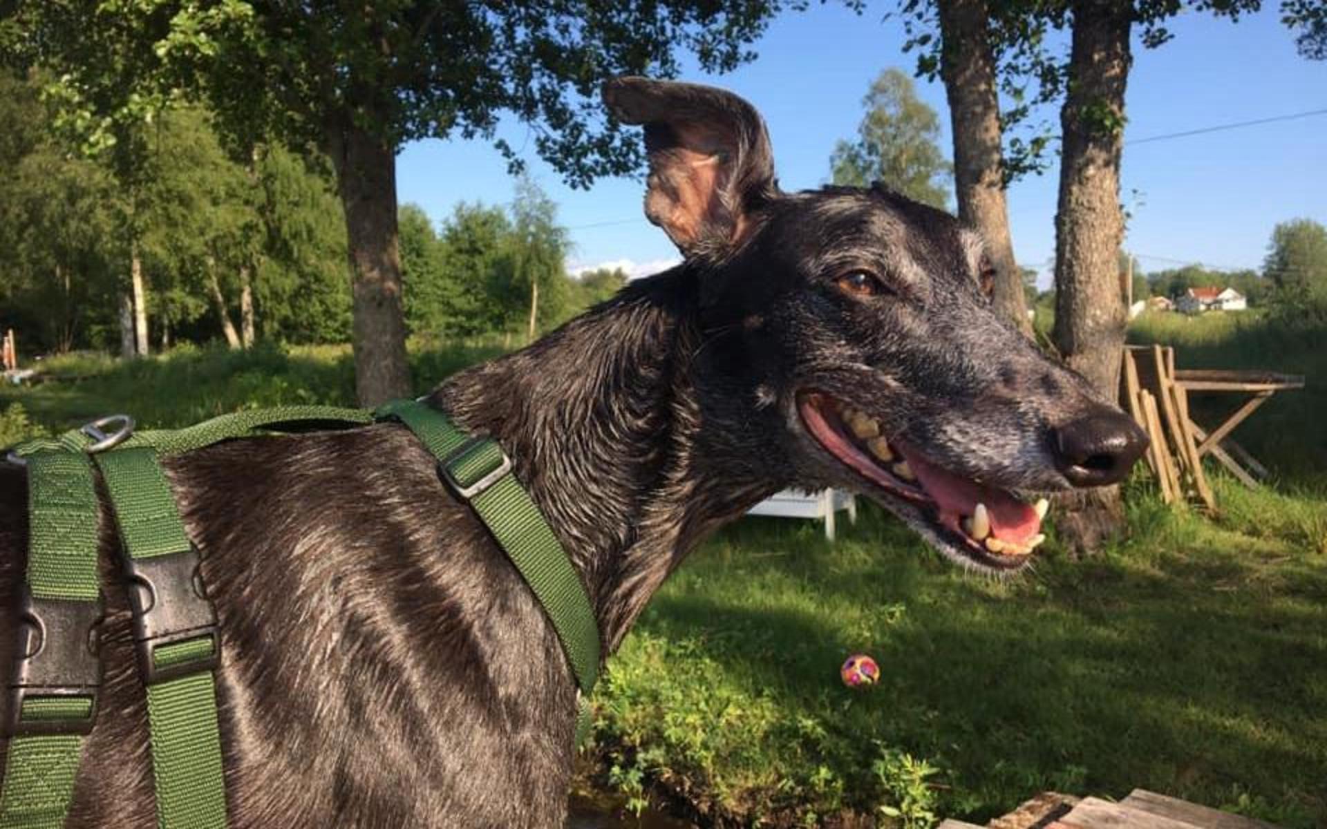 ”Clawdy, 5 årig Greyhound som njuter av sommar och lite bad vid Öresjö. 30kg kärlek”, skriver Jenny Angledal.