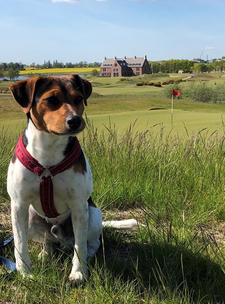 ”Felix tar gärna en golfrunda med familjen&quot;, skriver Annica Johansson.