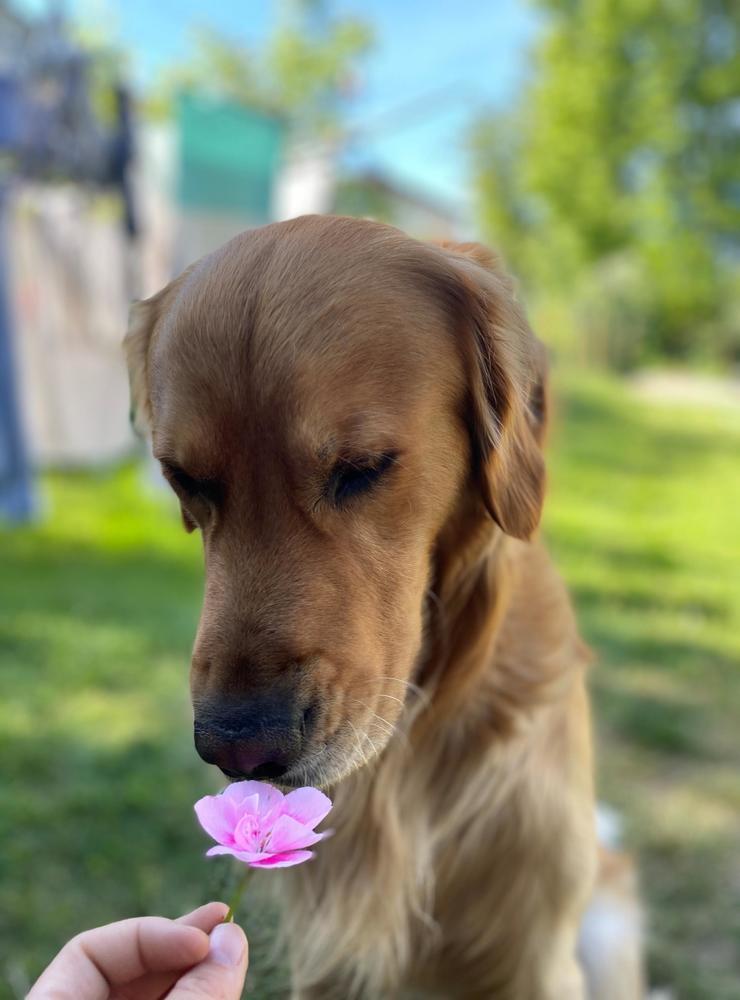 Celina Trollälven har tagit bild på Milo som doftar på en fin blomma.