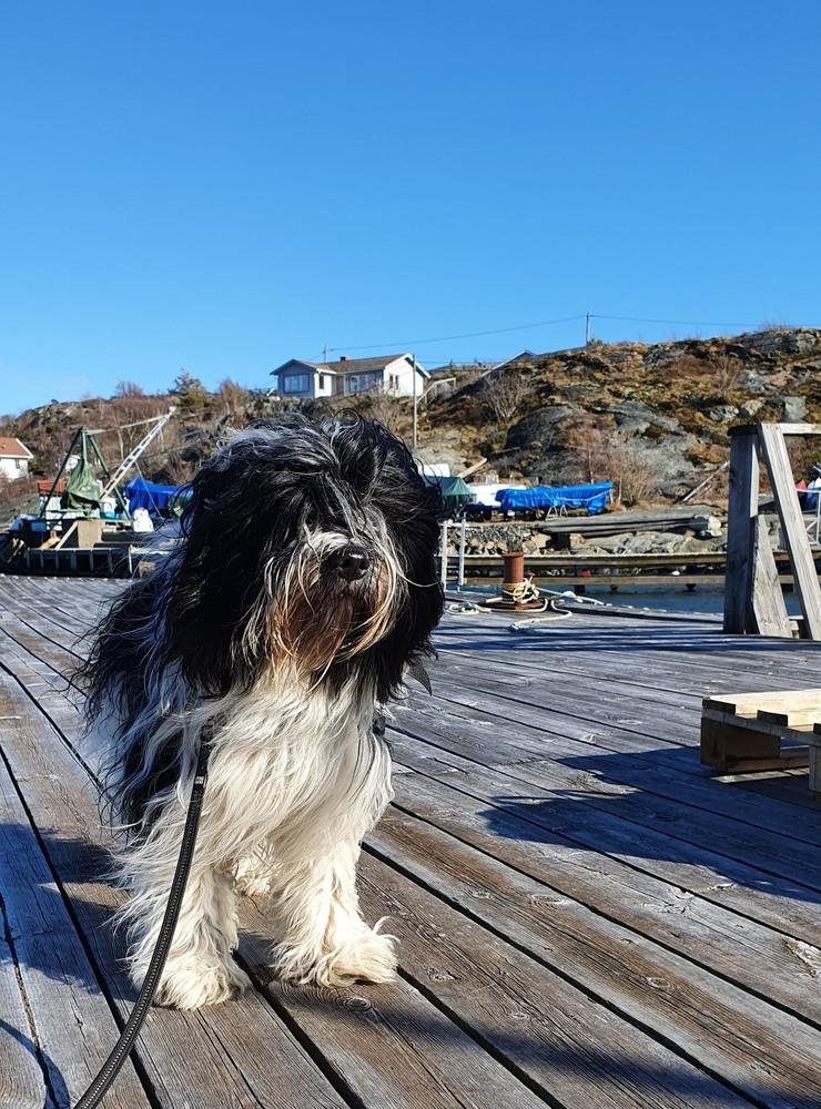 Här är Charlie som älskar att vara vid kusten på sommaren! skriver Ann-Katrin Haraldsson.