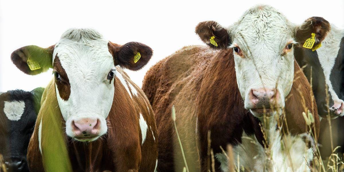Antalet lantbruk med kor i TTELA:s område minskar kraftigt, vilket gör att ängs- och betesmarkerna växer igen.