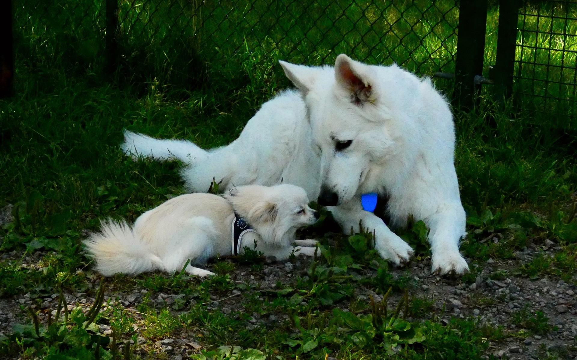 ”Katinka och lilla Kira härdar ut sommarvärmen tillsammans i hundrastgården på Sylte.”, skriver Örjan Dahlberg.