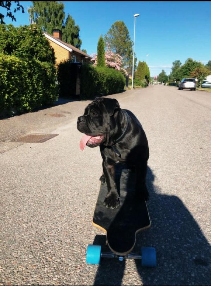 Christina Berg har skickat in en bild på Bonzo 1,5 år  från Grästorp. ”Älskar att åka skateboard 😍 ägare Nathalie Berg.”.