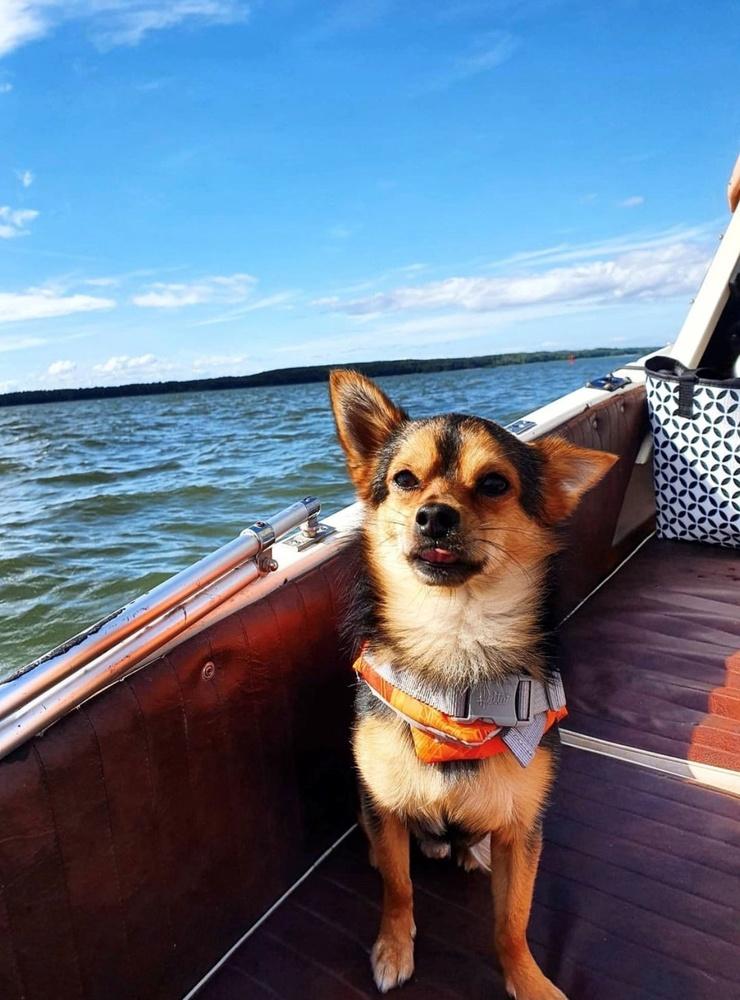 ”Detta är Tyzon 4 år, Chihuahua/papillon blandning. Han är på sin första båttur i Värnen. :) ” skriverTina Larsson.