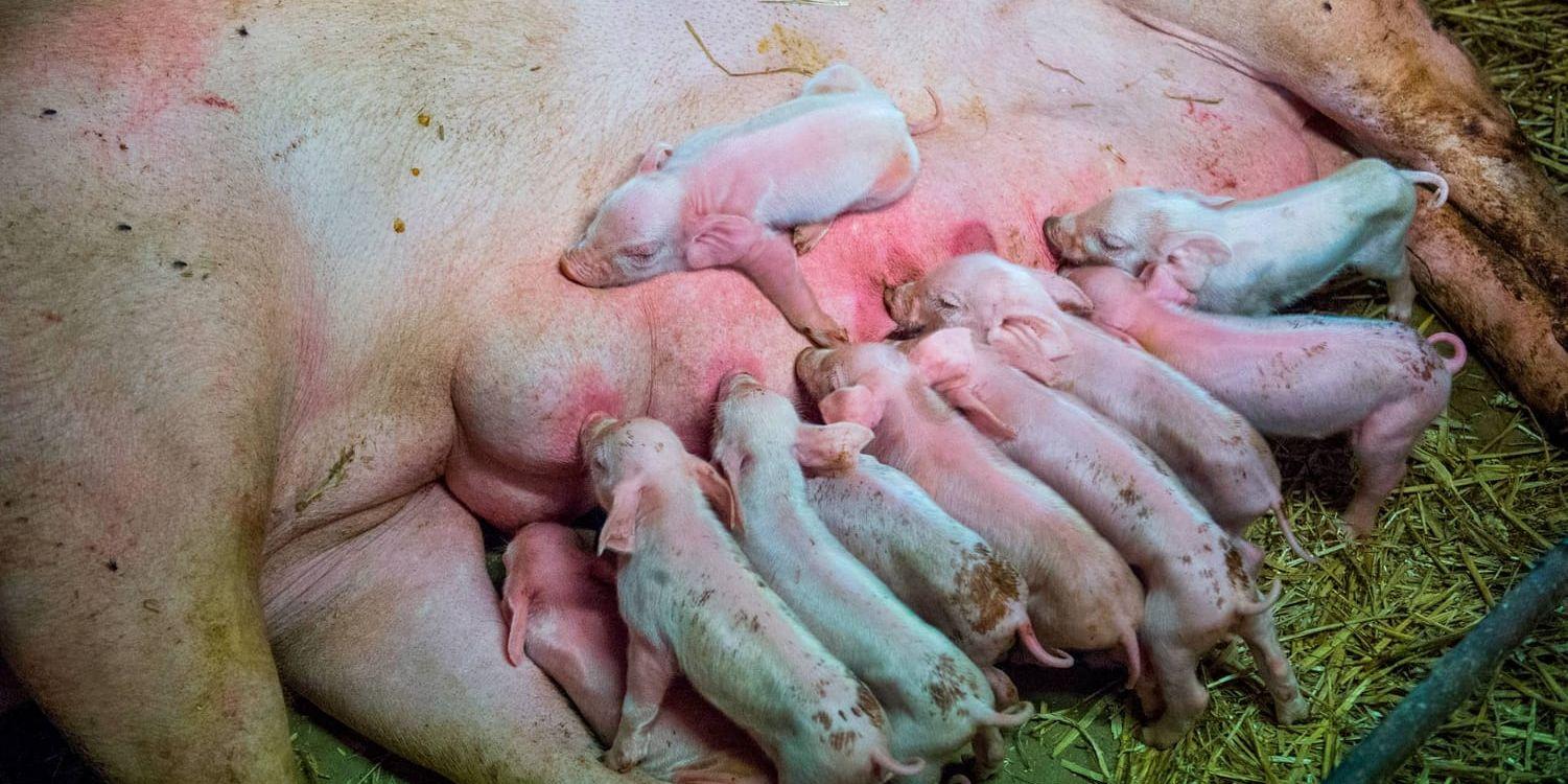 I dag får griskultingar i Sverige inte avvänjas från sin mamma tidigare än vid 28 dygns ålder. Nu vill jordbruksverket förkorta tiden med en vecka för att öka lantbrukets produktivitet. Arkivbild.