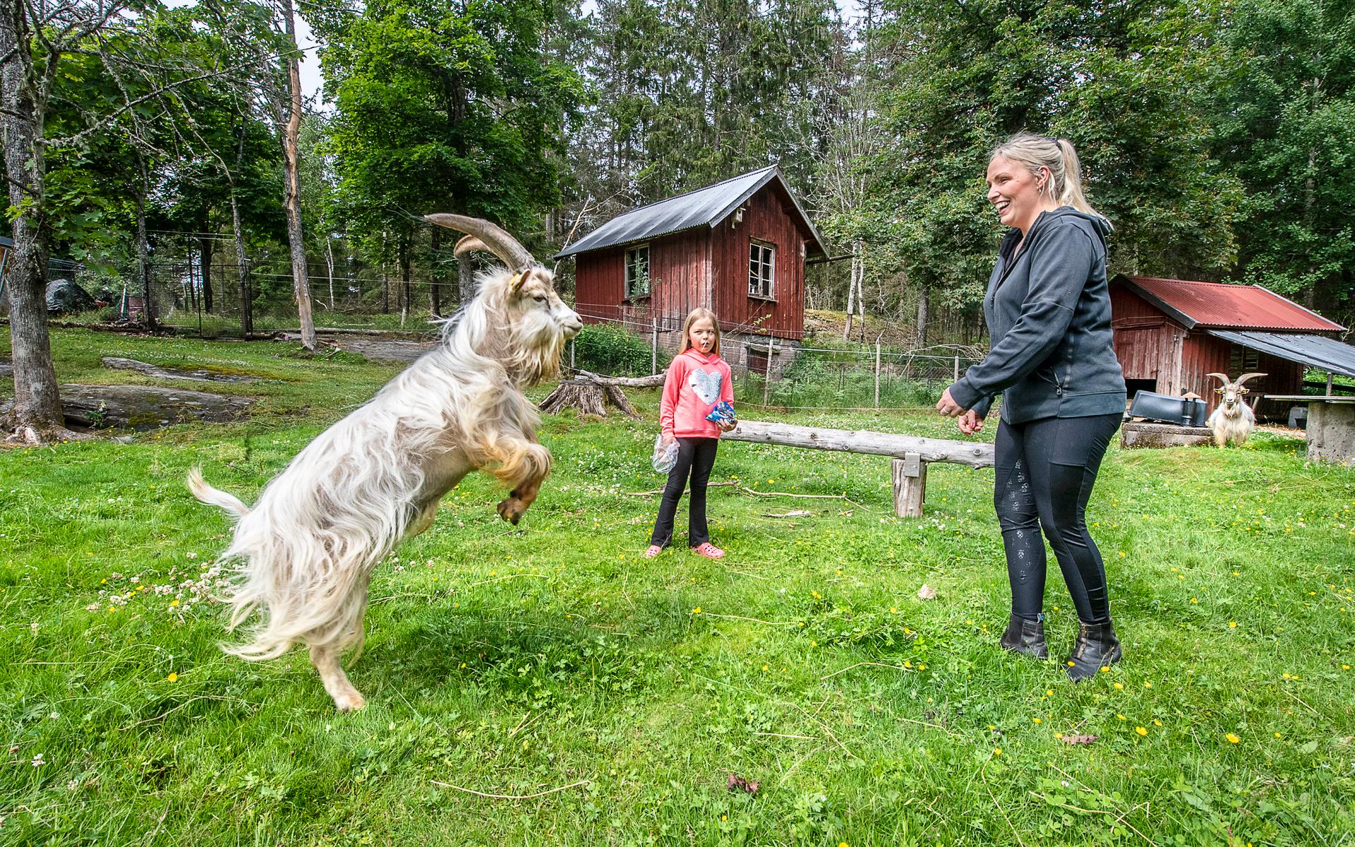 2 juli. Livet på landet. Emelie Carlssons familj i Väne Ryr har över 100 djur på sin gård. Getter är bara en i mängden av arter.