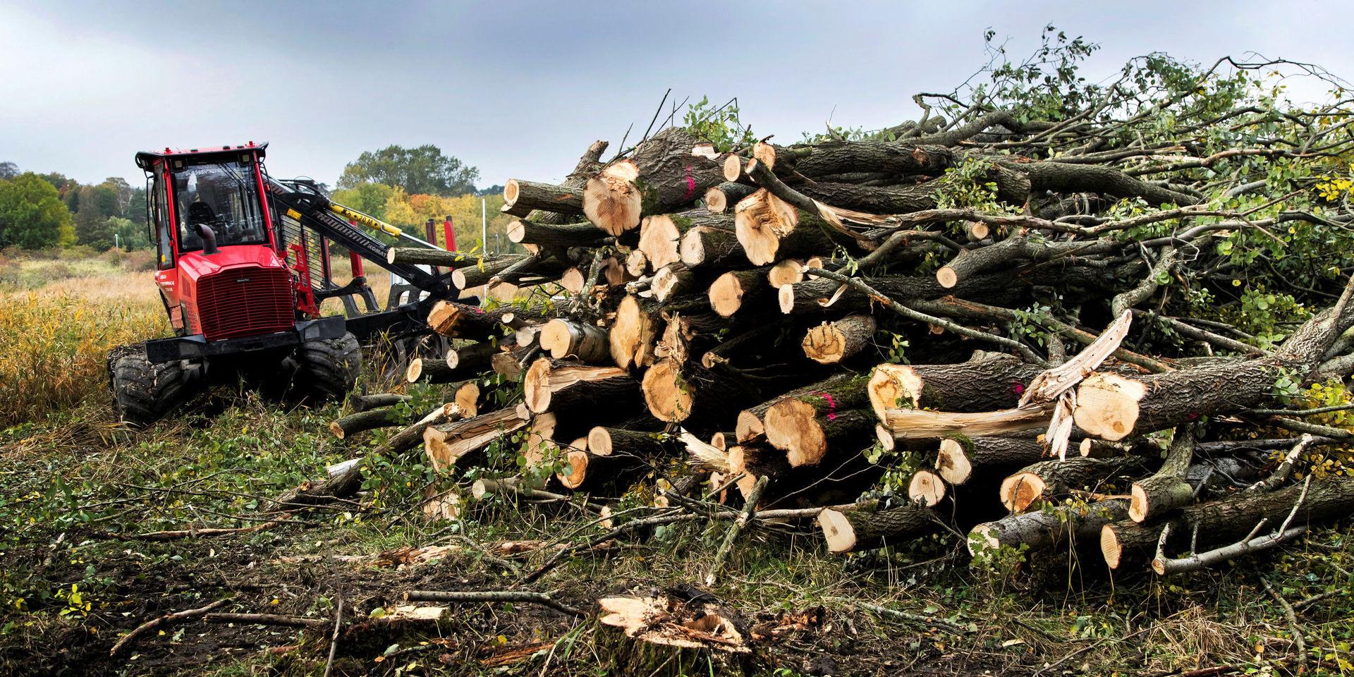 Ett stort antal träd hann tas ned innan Länsstyrelsen stoppade avverkningen i anslutning till naturreservatet.