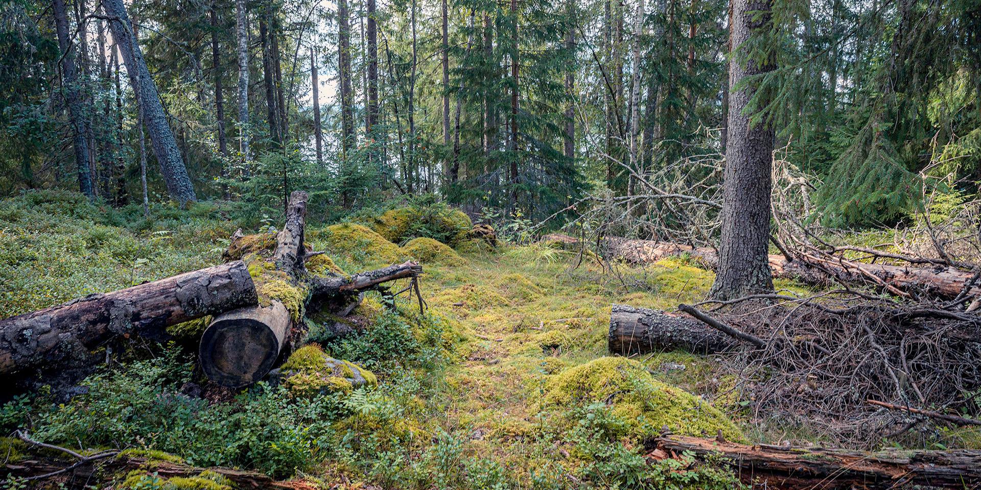 Äganderätten till skogen har alltid varit reglerad, menar Erland Mårald.