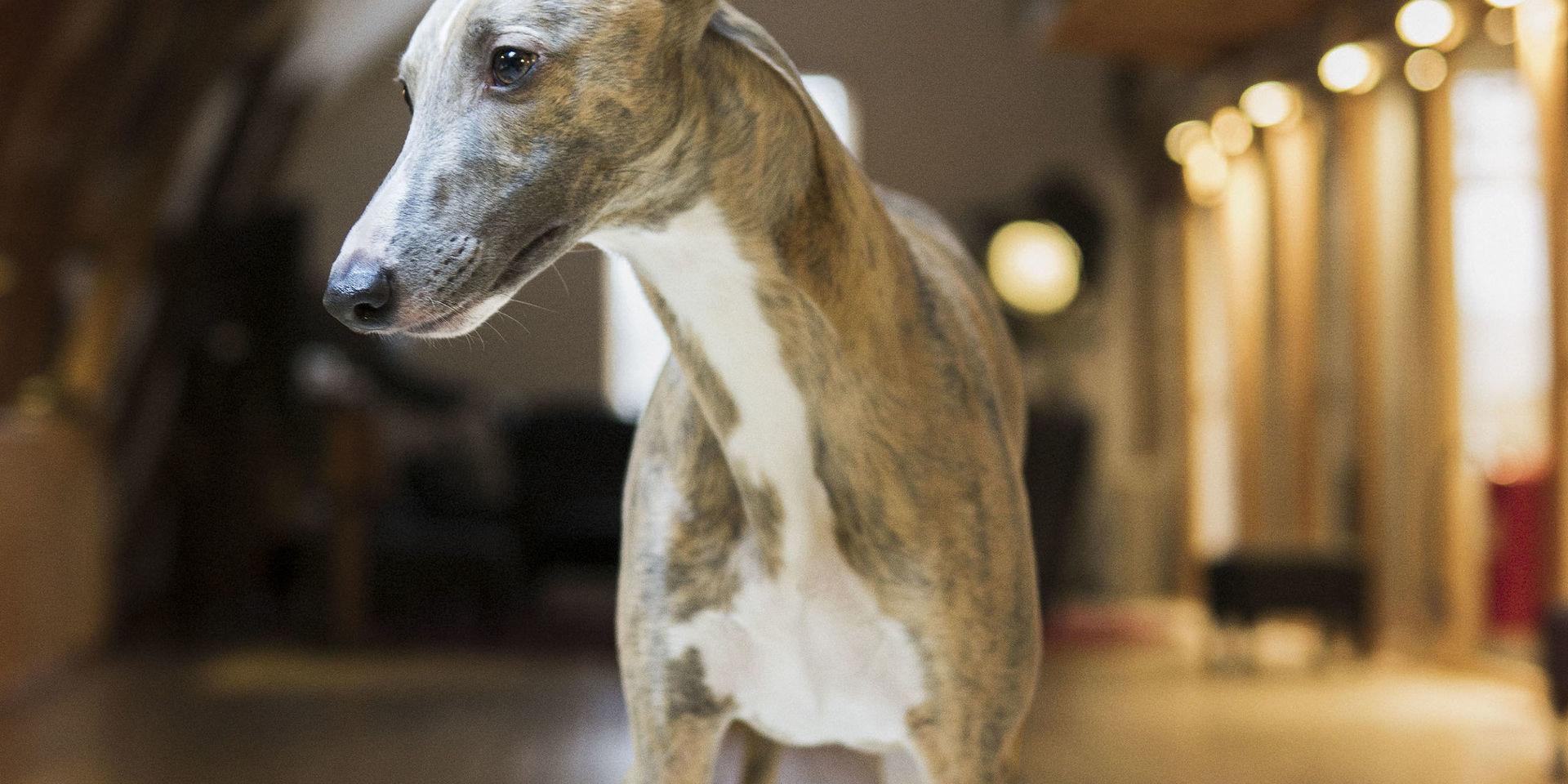 Hunden Olsson, whippet, från Stockholm har blivit utsedd till frimärkshund i Postnords tävling.