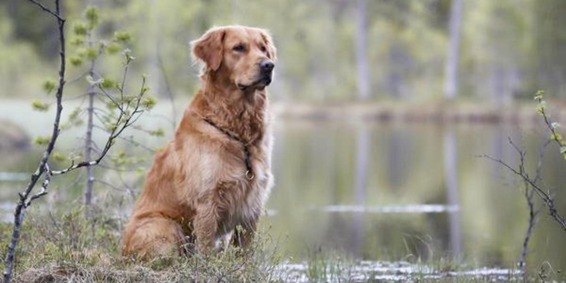 Woody, golden retriever, från Linköping har blivit utsedd till frimärkshund i Postnords tävling.