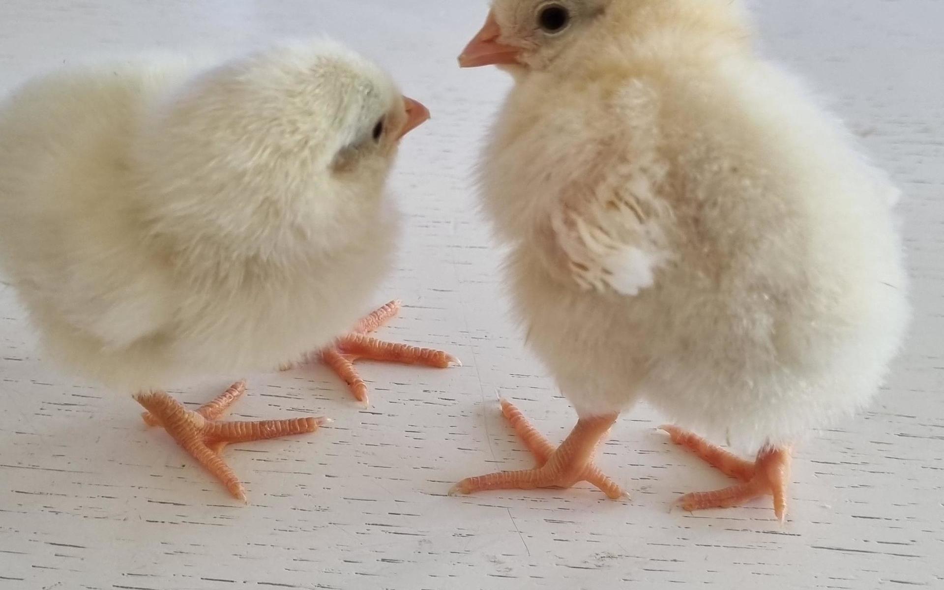 Att kläcka kycklingar från köpeägg har varit en idé hos Martin i flera år.