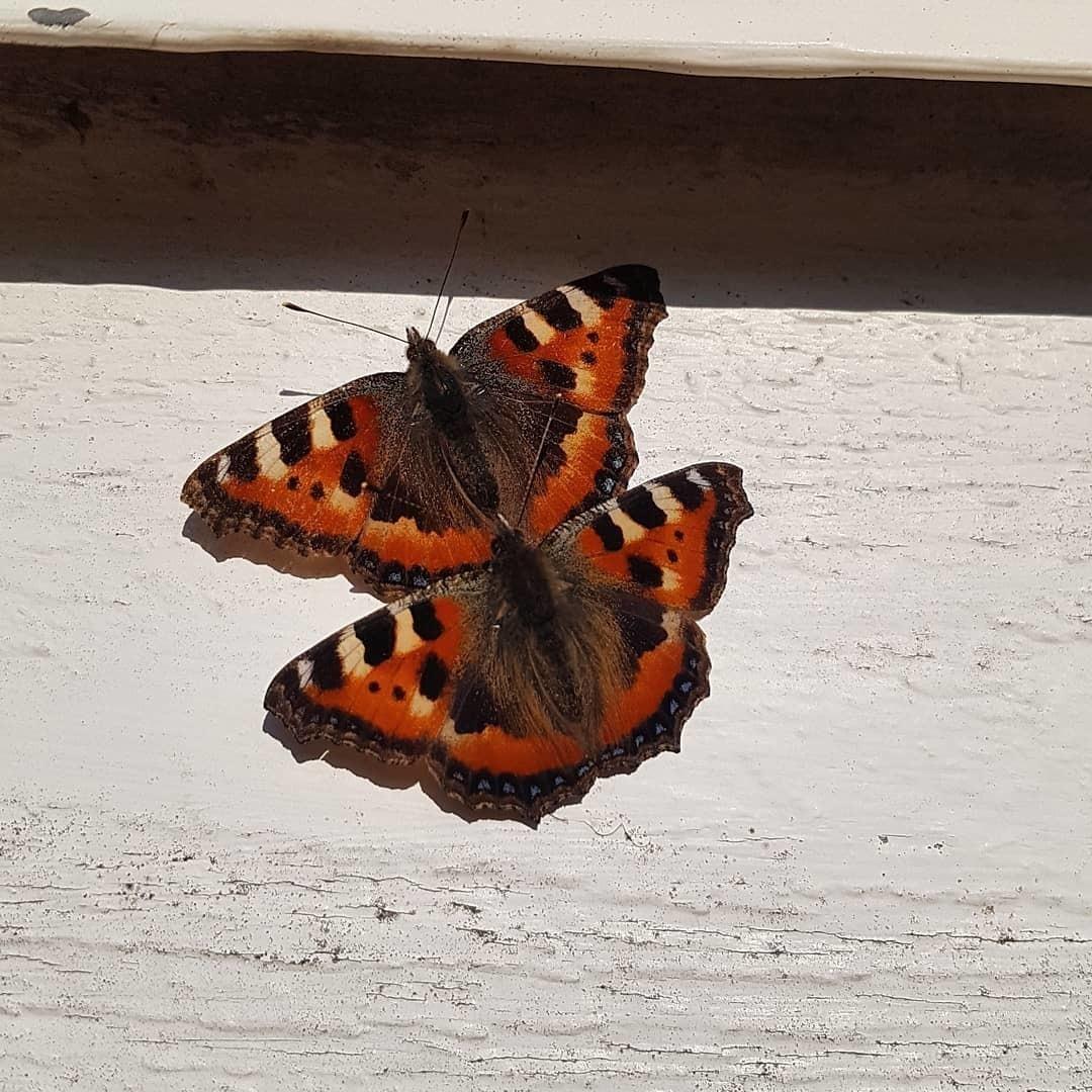 @spontanfotografen har tagit bild på ett par vackra och färgglada fjärilar.
