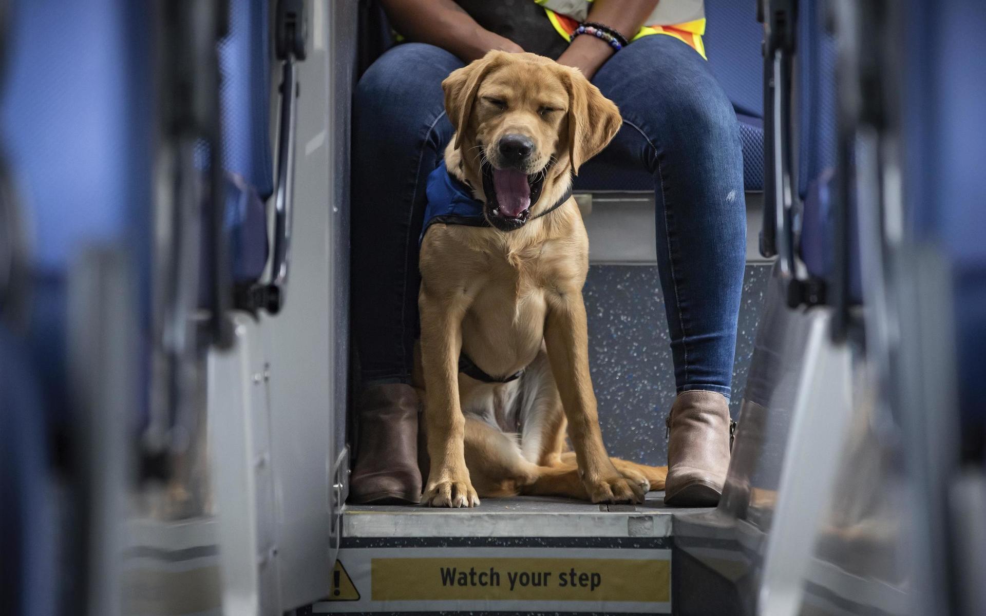 Effektiviteten till trots, är det inte aktuellt för hundarna att ersätta PCR-testen vid exempelvis flygplatser. De flygpassagerare hundarna identifierade skulle ändå behöva ha ett fastställt PCR-test för att avgöra huruvida de får resa eller om de behöver sitta i karantän.
