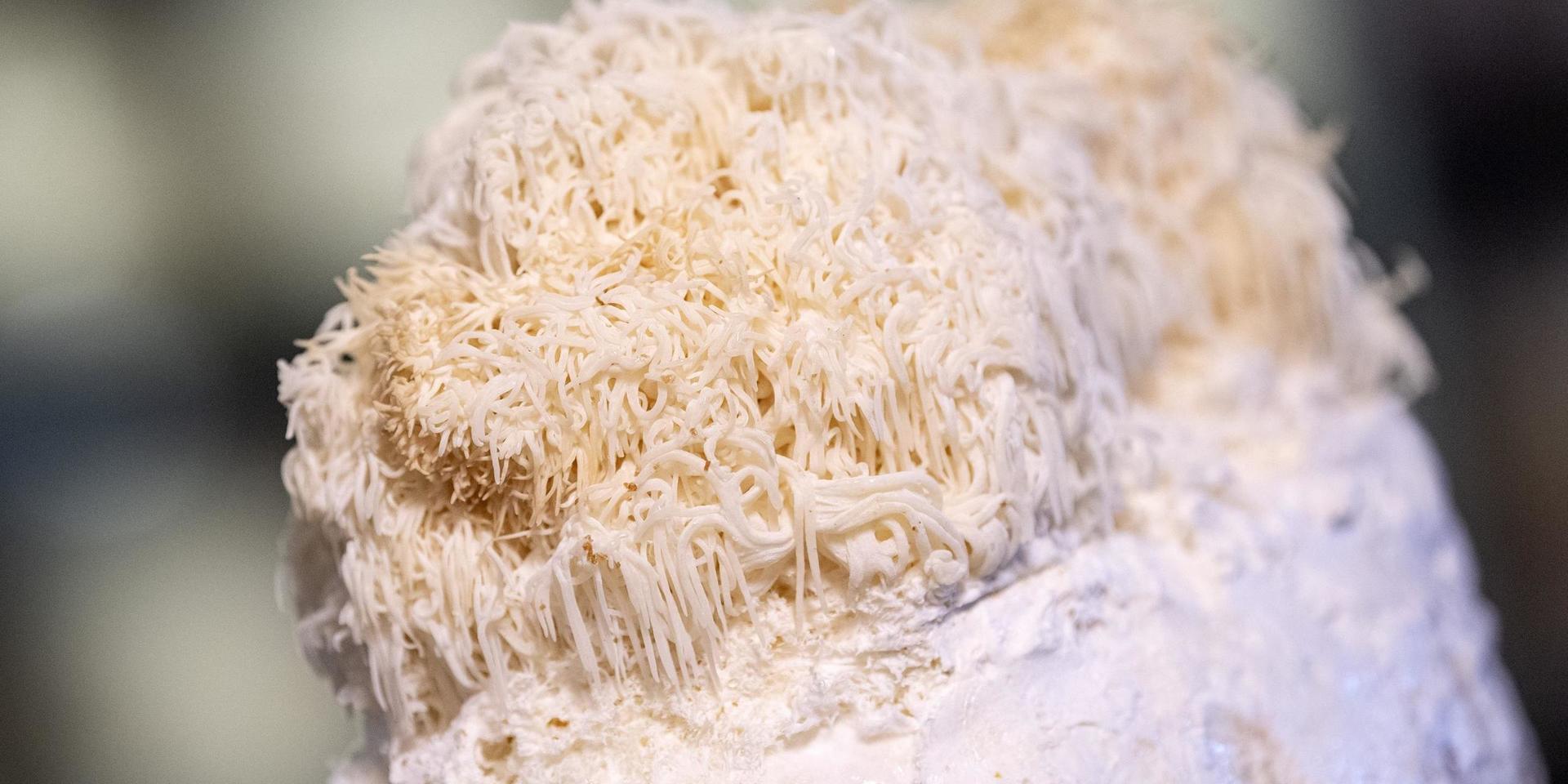 Fler svampprodukter och fler sorters svamp är framtiden, tror Martin Rosvall Hansen. På bilden: Pompom blanc, även kallad igelkottstaggsvamp.