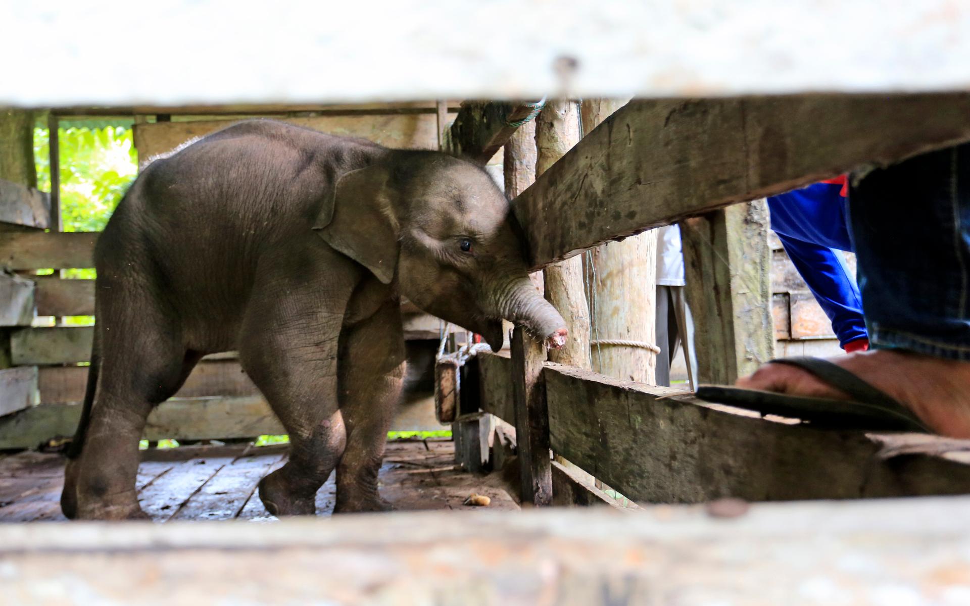 Den ettåriga elefantungen hittades i söndags efter att ha fastnat i en fälla som satts upp av tjuvjägare.