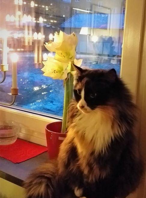 Min katt Felicia "Flisan" är värd att bli årets lussekatt tycker jag. Hon "pratar" med oss när hon vill något, kommer och jamar när hon vill gå ut, svarar när vi pratar med henne och spinner så fort vi rör henne. Hon är 5 år gammal och är "innekatt". Inskickad av Åsa Hermansson.
