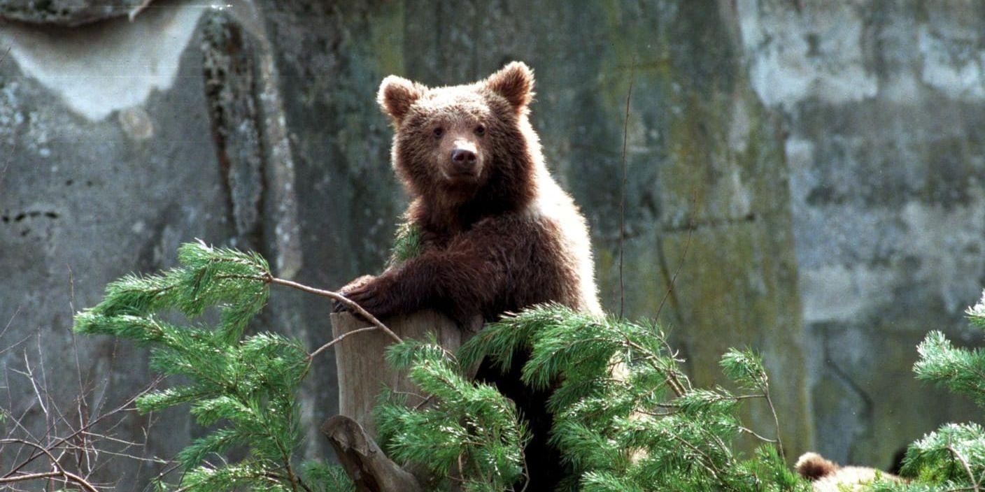 Över 3 000 prov av björnspillning har samlats in för att kunna beräkna storleken på Sveriges björnstam. Arkivbild.
