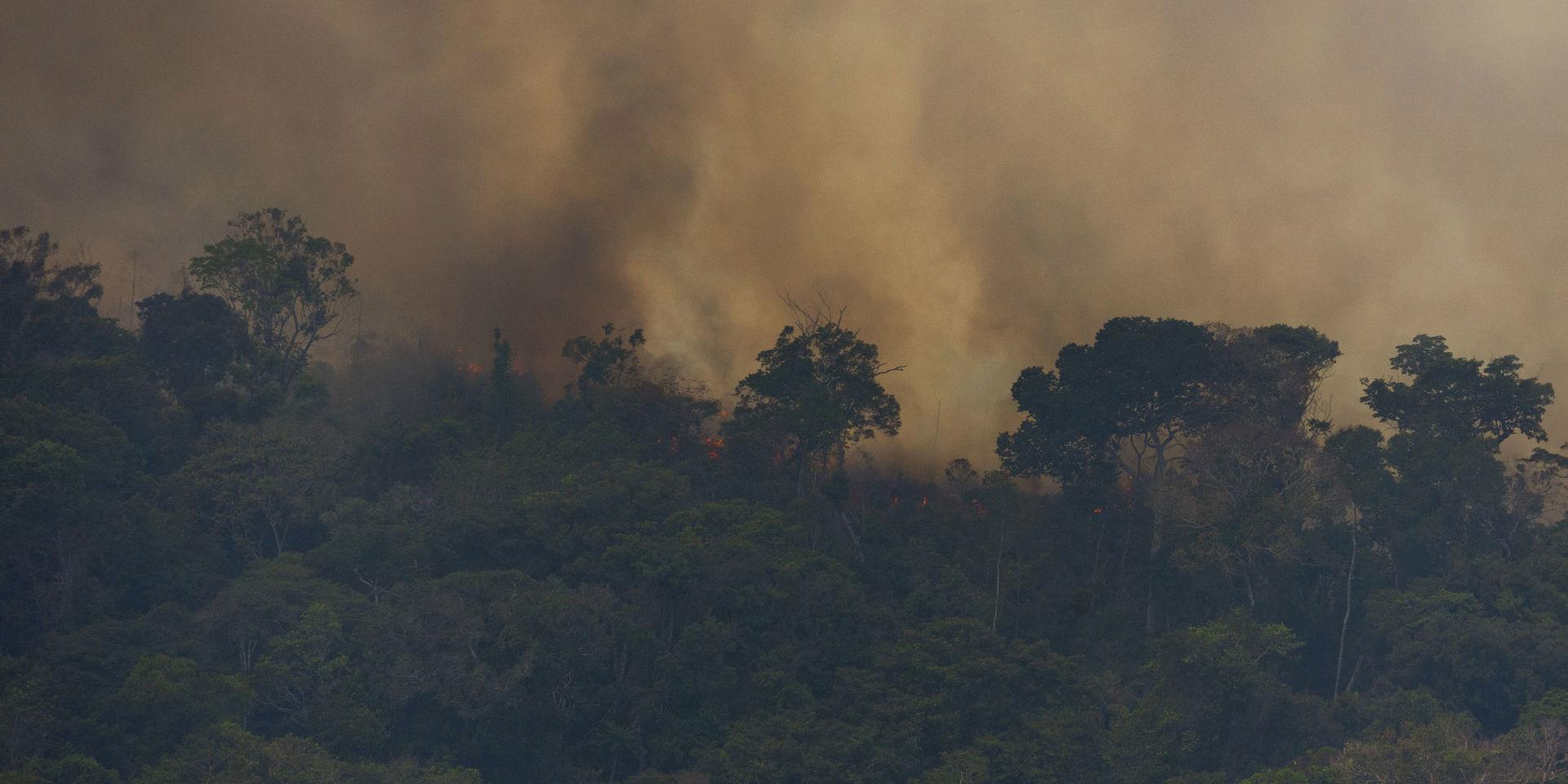 Eld som härjar i regnskogen nära staden Porto Velho i Brasilien.