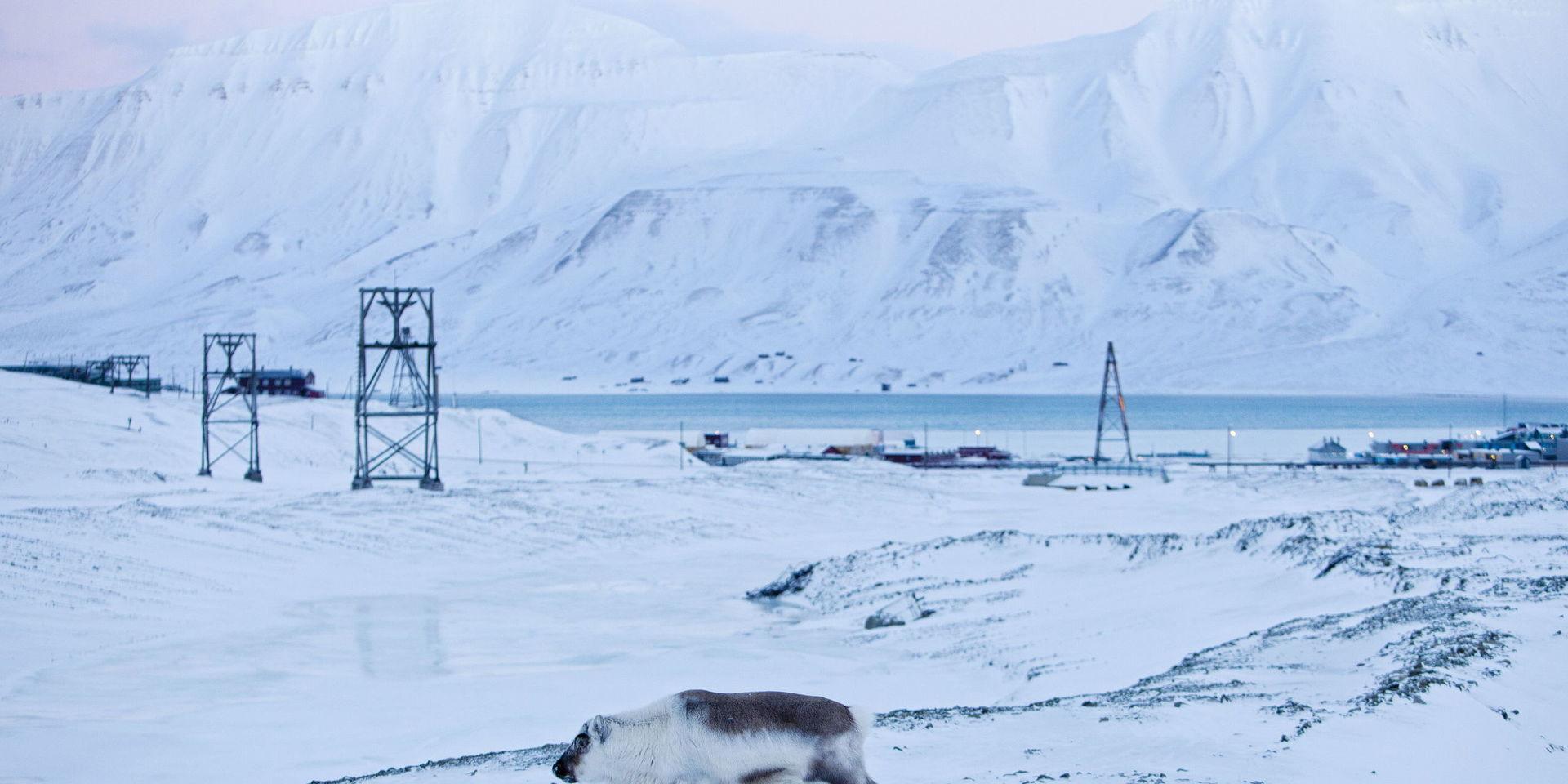 Svalbardsrenen hotas av klimatförändringar, enligt forskare. Arkivbild.